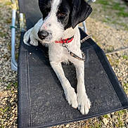 Tara a rejoint le concours — aidez-le/la à gagner de superbes lots ! animal, black_and_white, calm, chair, collar, daytime, dog, grass, gravel, leash, mesh_chair, nature, outdoor, pet, quiet, relaxed, resting, seated, side_view, sunlight