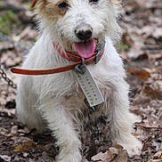 Ouchka participe au concours pour gagner de l'argent avec cette photo : dog, pet, outdoor, collar, leaves, tongue, happy, fur, animal, nature, chain, metal_tag, brown, white_fur, cute, sitting, canine, scruffy, portrait, closeup