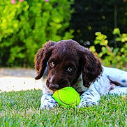Nino a rejoint le concours — aidez-le/la à gagner de superbes lots ! dog, puppy, spaniel, pet, animal, tennis_ball, ball, playing, lying_down, grass, garden, outdoor, greenery, summer, brown_fur, white_fur, floppy_ears, puppy_eyes, portrait, nature