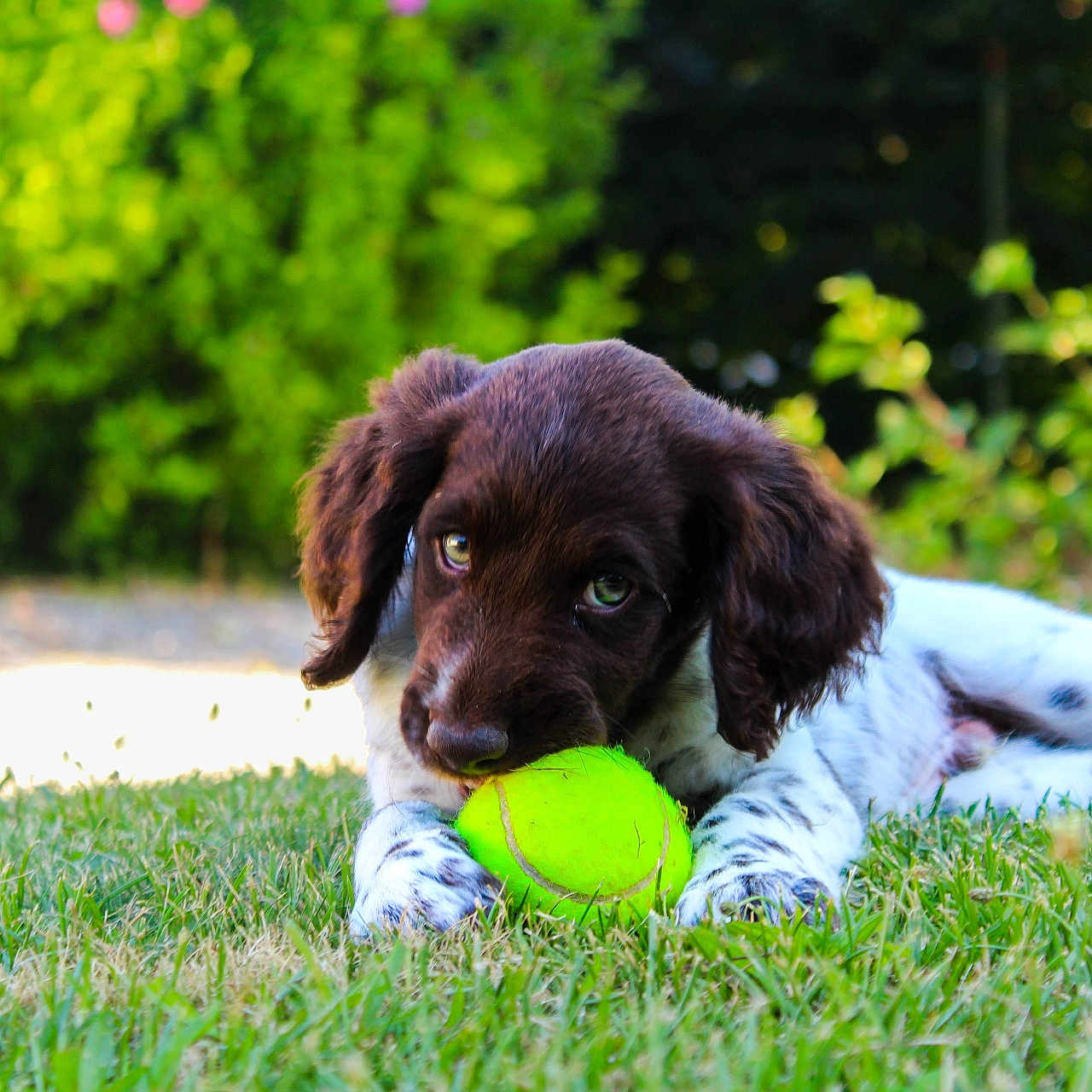 Nino a rejoint le concours — aidez-le/la à gagner de superbes lots ! dog, puppy, spaniel, pet, animal, tennis_ball, ball, playing, lying_down, grass, garden, outdoor, greenery, summer, brown_fur, white_fur, floppy_ears, puppy_eyes, portrait, nature