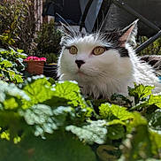 Eun Da-Oh participe au concours pour gagner de l'argent avec cette photo : cat, animal, pet, outdoor, greenery, leaves, nature, sunlight, garden, fluffy, black_and_white, curious, closeup, feline, plant, daylight, flora, whiskers, ears, adventure