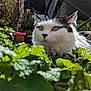 adventure, animal, black_and_white, cat, closeup, curious, daylight, ears, feline, flora, fluffy, garden, greenery, leaves, nature, outdoor, pet, plant, sunlight, whiskers