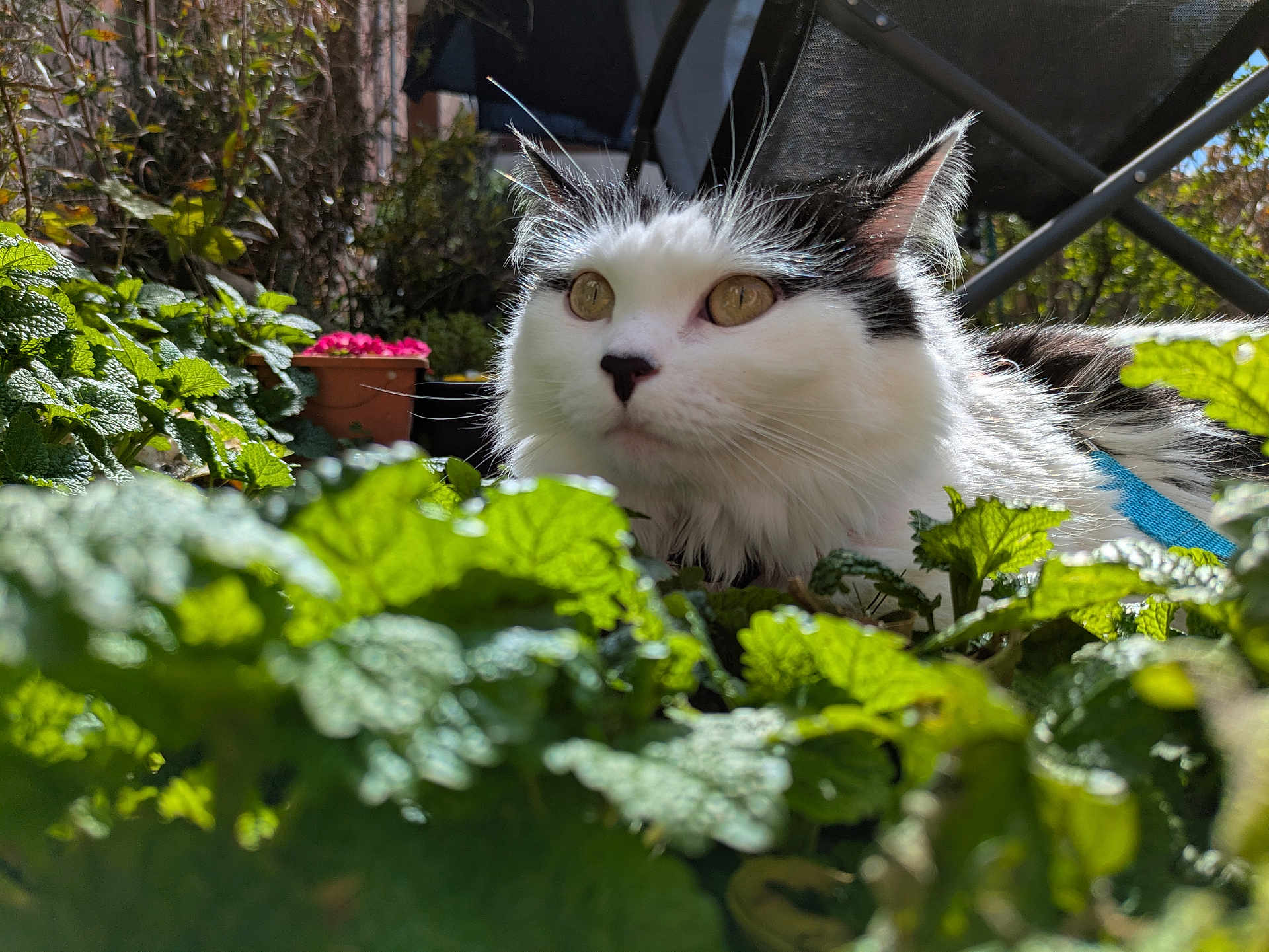 Eun Da-Oh participe au concours pour gagner de l'argent avec cette photo : cat, animal, pet, outdoor, greenery, leaves, nature, sunlight, garden, fluffy, black_and_white, curious, closeup, feline, plant, daylight, flora, whiskers, ears, adventure