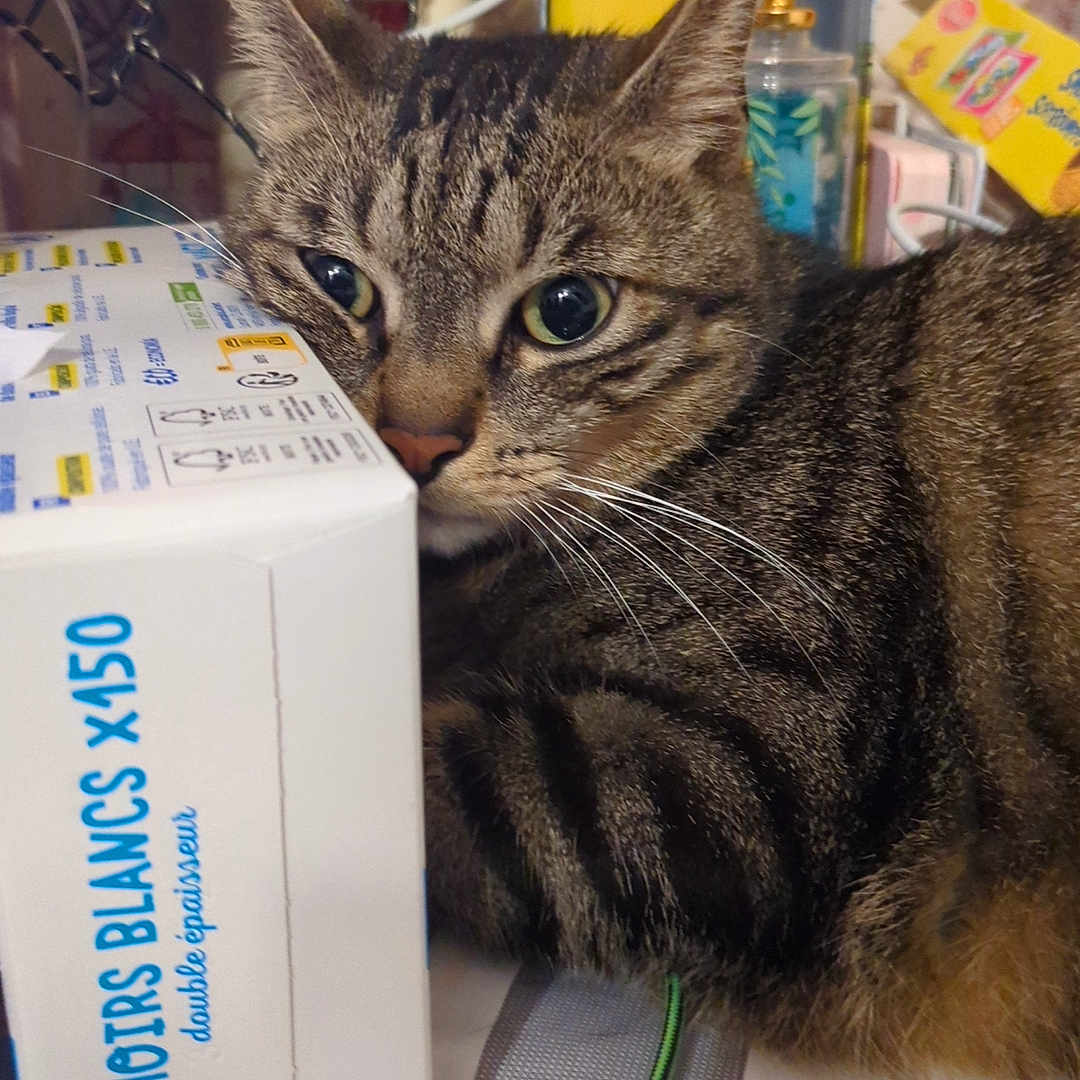 Haru a rejoint le concours — aidez-le/la à gagner de superbes lots ! animal, background, box, cat, closeup, clutter, cord, curious, domestic, eyes, feline, fur, indoor, paper, pet, resting, tabby, table, tissue_box, whiskers