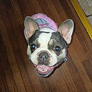 Coco Shanel is registered to the contest to win money with this photo: dog, french_bulldog, smiling, pet, indoor, wooden_floor, pink_clothing, canine, happy, ears, close_up, looking_up, domestic_animal, animal_portrait, tongue, teeth, flooring, tile, yellow_border, companion