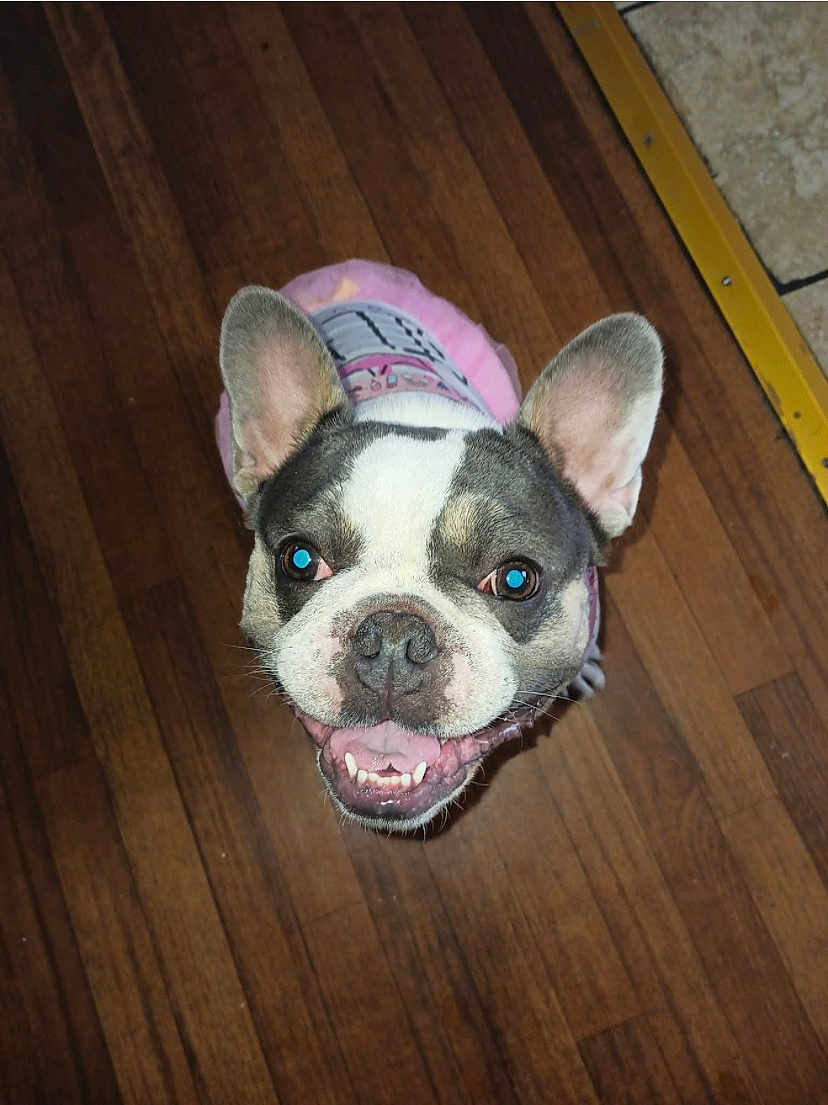 Coco Shanel is registered to the contest to win money with this photo: dog, french_bulldog, smiling, pet, indoor, wooden_floor, pink_clothing, canine, happy, ears, close_up, looking_up, domestic_animal, animal_portrait, tongue, teeth, flooring, tile, yellow_border, companion