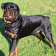 Kado is registered to the contest to win money with this photo: rottweiler, dog, canine, pet, grass, outdoor, sunlight, animal, mammal, black, brown, fur, leash, standing, expression, summer, nature, portrait, companionship, friendly
