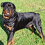 rottweiler, dog, canine, pet, grass, outdoor, sunlight, animal, mammal, black, brown, fur, leash, standing, expression, summer, nature, portrait, companionship, friendly