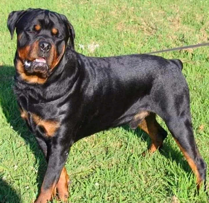 Kado is registered to the contest to win money with this photo: rottweiler, dog, canine, pet, grass, outdoor, sunlight, animal, mammal, black, brown, fur, leash, standing, expression, summer, nature, portrait, companionship, friendly