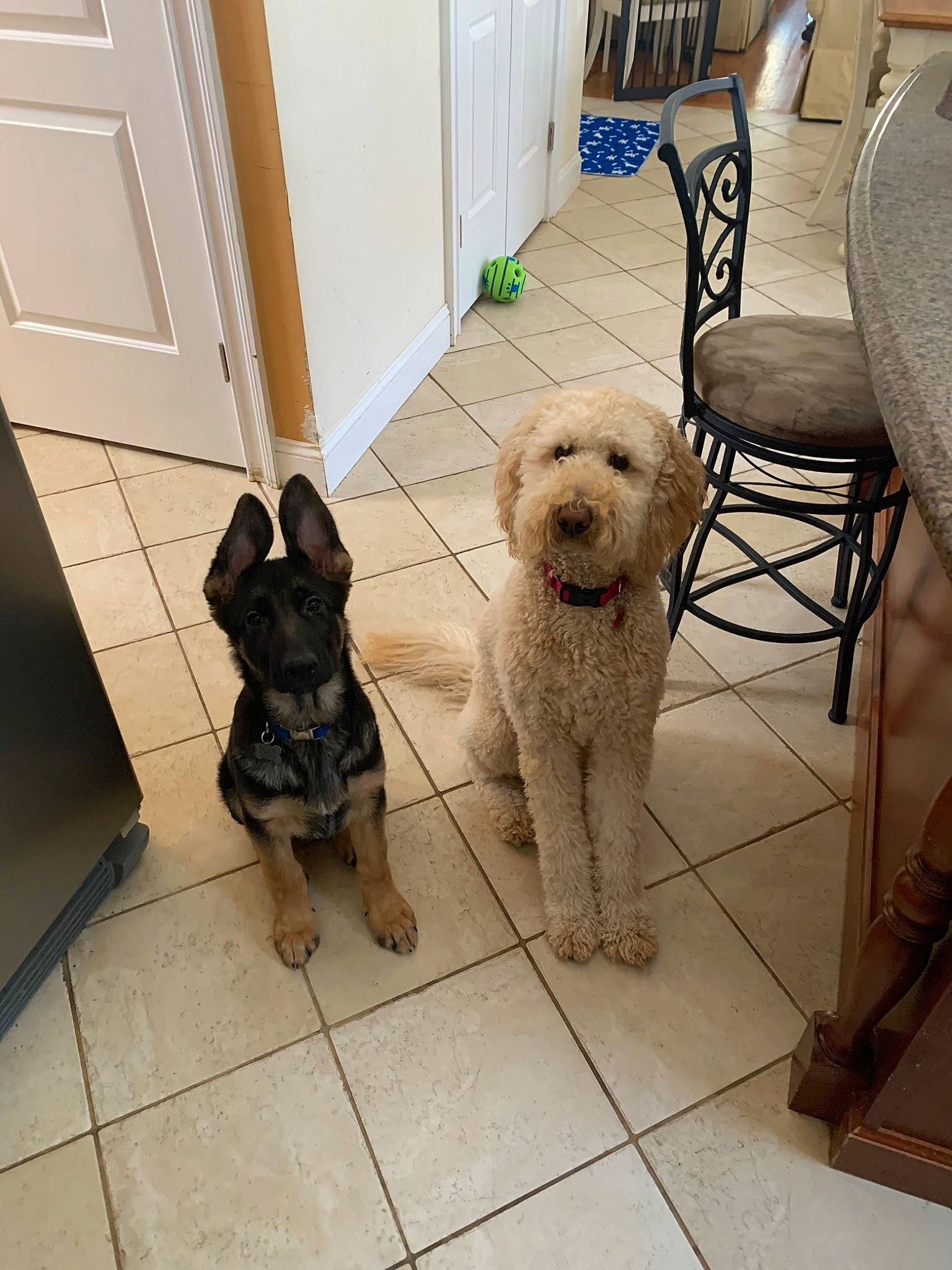 Snowflake joined the competition — help win amazing prizes! canidae, carnivore, companion_dog, dog, dog_breed, fawn, floor, flooring, mammal, schnoodle, sporting_group, sporting_lucas_terrier, terrier, vertebrate