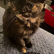 Ivy joined the competition — help win amazing prizes! kitten, cat, tortoiseshell, mirror, reflection, blanket, indoor, pet, cute, feline, closeup, animal, whiskers, ears, fur, domestic, resting, young, soft, cozy