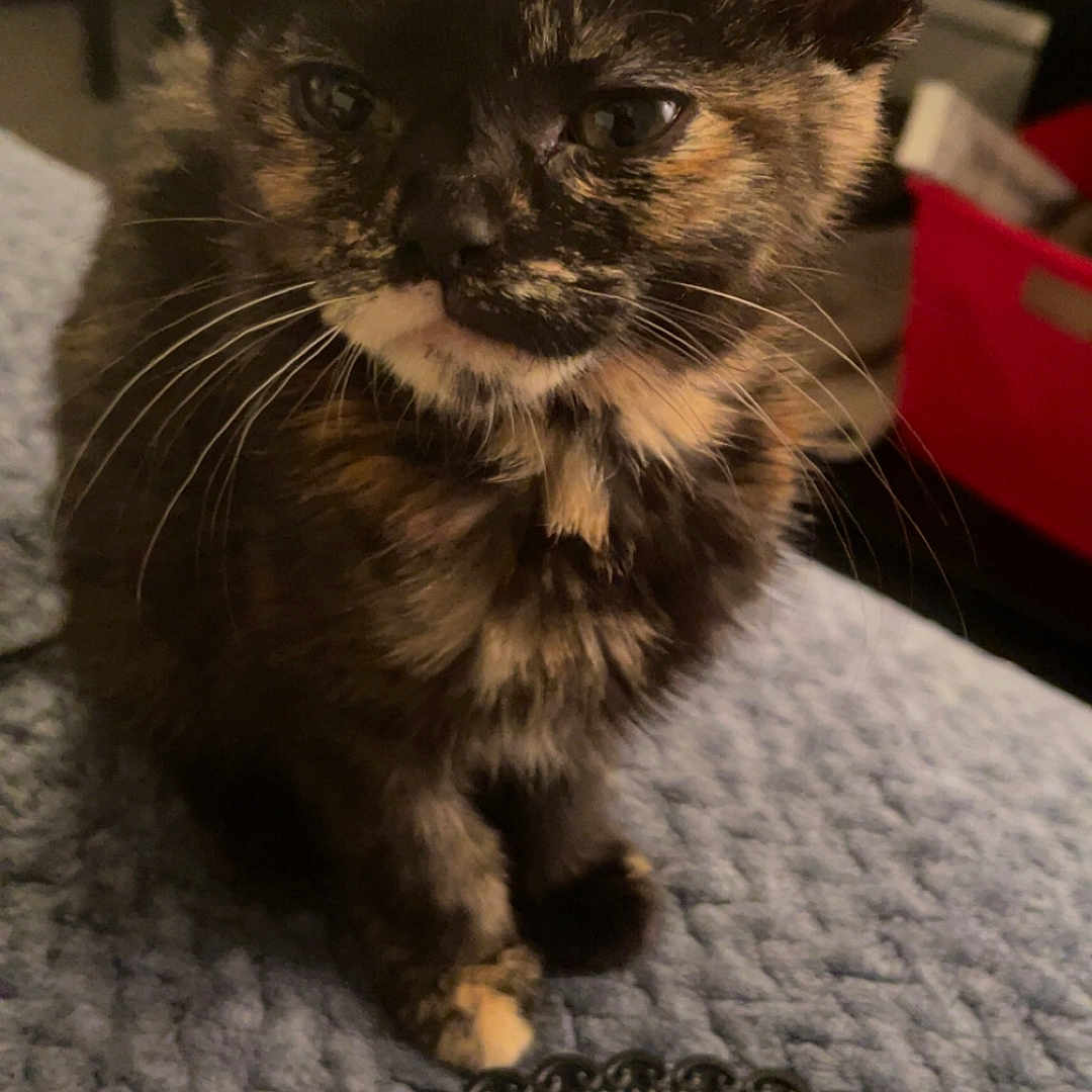 Ivy joined the competition — help win amazing prizes! animal, blanket, cat, closeup, cozy, cute, domestic, ears, feline, fur, indoor, kitten, mirror, pet, reflection, resting, soft, tortoiseshell, whiskers, young
