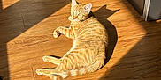 Mia joined the competition — help win amazing prizes! cat, orange_tabby, sunlight, shadow, wooden_floor, indoor, relaxed, pet, animal, fur, whiskers, ears, tail, morning_light, domestic_cat, flooring, sunbeam, resting, cute, cozy