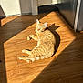 cat, orange_tabby, sunlight, shadow, wooden_floor, indoor, relaxed, pet, animal, fur, whiskers, ears, tail, morning_light, domestic_cat, flooring, sunbeam, resting, cute, cozy