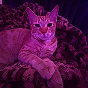 Mia is registered to the contest to win money with this photo: animal, blanket, cat, closeup, cozy, cute, ears, feline, fur, indoor, orange_tabby, patterned, paws, pet, pink_light, plush, purple_light, relaxed, resting, whiskers