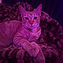 Mia is registered to the contest to win money with this photo: cat, orange_tabby, animal, pet, feline, relaxed, paws, blanket, plush, patterned, cozy, indoor, purple_light, pink_light, resting, closeup, cute, whiskers, ears, fur