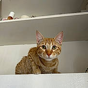 Mia joined the competition — help win amazing prizes! cat, ginger_cat, tabby, pet, animal, feline, whiskers, ears, shelf, indoor, household, curious, alert, orange, striped, fur, closeup, looking, face, domestic_cat