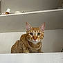 cat, ginger_cat, tabby, pet, animal, feline, whiskers, ears, shelf, indoor, household, curious, alert, orange, striped, fur, closeup, looking, face, domestic_cat