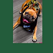 Enzo joined the competition — help win amazing prizes! dog, french_bulldog, bandana, black_bandana, harness, green_harness, tongue_out, playful, pet, animal, brown_dog, floor, wooden_floor, indoor, cute, smiling, looking_up, paw, canine, companion