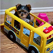 Karen Graves joined the competition — help win amazing prizes! puppy, dog, yorkshire_terrier, small_dog, fluffy, brown_and_black, sitting, portrait, toy_bus, yellow_vehicle, playroom, indoor, wooden_floor, pet, cute, looking_at_camera, animal_face, colorful, children_toy, adorable