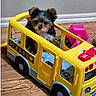 puppy, dog, yorkshire_terrier, small_dog, fluffy, brown_and_black, sitting, portrait, toy_bus, yellow_vehicle, playroom, indoor, wooden_floor, pet, cute, looking_at_camera, animal_face, colorful, children_toy, adorable