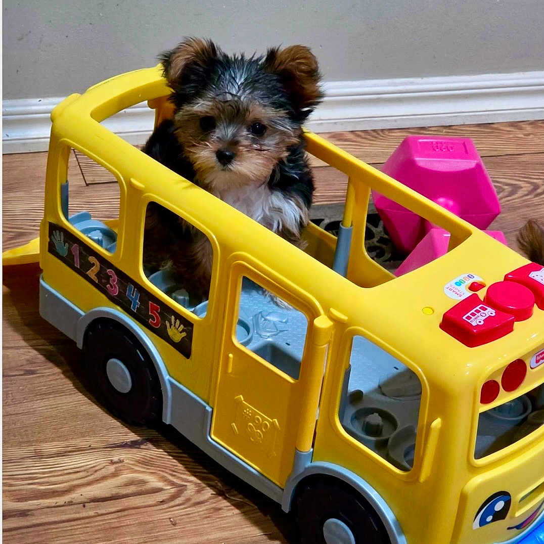 Karen Graves joined the competition — help win amazing prizes! puppy, dog, yorkshire_terrier, small_dog, fluffy, brown_and_black, sitting, portrait, toy_bus, yellow_vehicle, playroom, indoor, wooden_floor, pet, cute, looking_at_camera, animal_face, colorful, children_toy, adorable