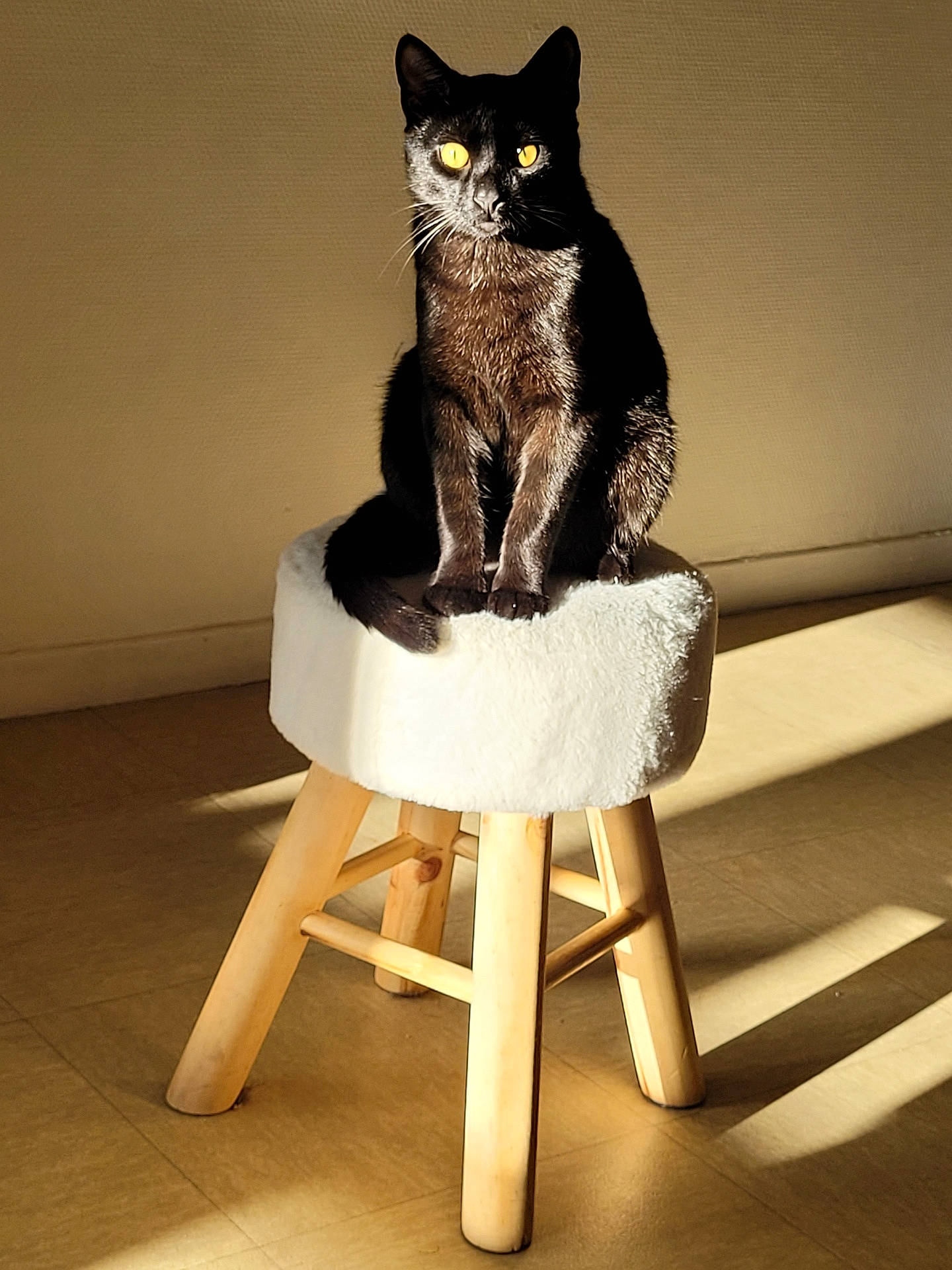 Gally a rejoint le concours — aidez-le/la à gagner de superbes lots ! abyssinian, animal, barstool, blackcat, cat, chair, furniture, hardwood, manx, pet, plywood, wood