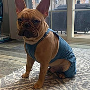 Gotti joined the competition — help win amazing prizes! dog, french_bulldog, denim_outfit, pet, indoor, rug, floor, window, glass_door, patio, furniture, animal, brown_dog, ears, looking, sitting, house, daylight, cute, companion