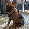 animal, brown_dog, companion, cute, daylight, denim_outfit, dog, ears, floor, french_bulldog, furniture, glass_door, house, indoor, looking, patio, pet, rug, sitting, window