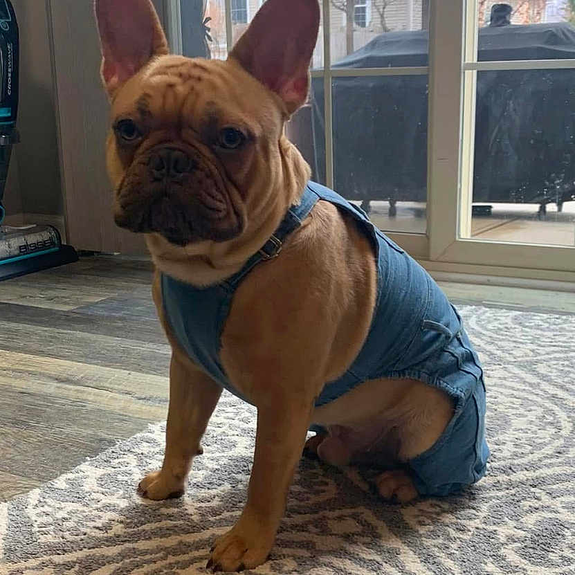 Gotti joined the competition — help win amazing prizes! dog, french_bulldog, denim_outfit, pet, indoor, rug, floor, window, glass_door, patio, furniture, animal, brown_dog, ears, looking, sitting, house, daylight, cute, companion