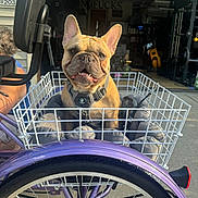 Capone joined the competition — help win amazing prizes! dog, french_bulldog, basket, wire_basket, tricycle, bicycle_wheel, purple, harness, pet, portrait, closeup, pavement, garage, gym_equipment, headrest, human_arm, cushion, smile, ears, sunlight