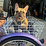 dog, french_bulldog, basket, wire_basket, tricycle, bicycle_wheel, purple, harness, pet, portrait, closeup, pavement, garage, gym_equipment, headrest, human_arm, cushion, smile, ears, sunlight