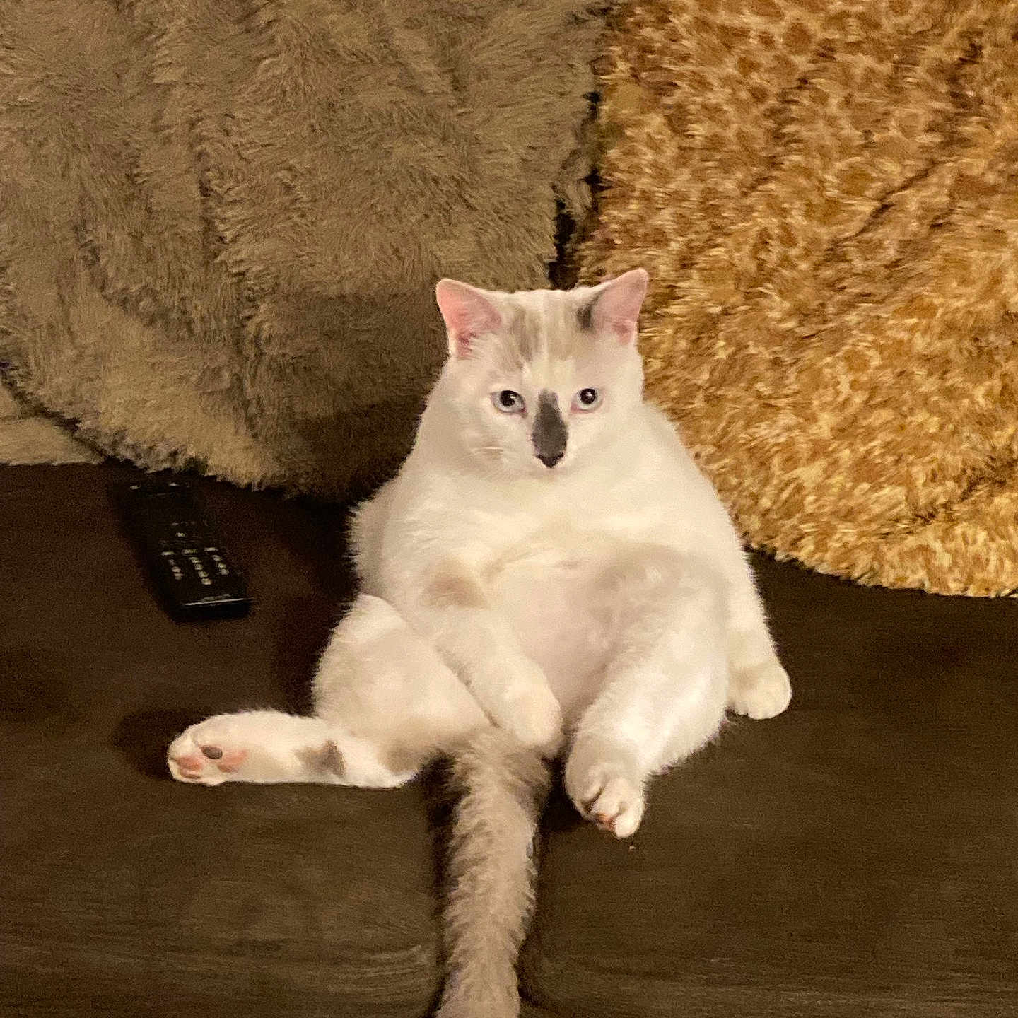 Soooky participe au concours pour gagner de l'argent avec cette photo : angora, animal, cat, computerhardware, couch, cushion, document, electronics, furniture, hardware, hardwood, homedecor, kitten, mouse, pet, receipt, remotecontrol, siamese, text, wood