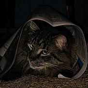 Cristo joined the competition — help win amazing prizes! animal, carpet, cat, closeup, cozy, curled, dark, eyes, face, fur, head, indoor, mammal, newspaper, pet, quiet, resting, shadow, tabby, whiskers