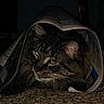 animal, carpet, cat, closeup, cozy, curled, dark, eyes, face, fur, head, indoor, mammal, newspaper, pet, quiet, resting, shadow, tabby, whiskers