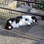 Garfield participe au concours pour gagner de l'argent avec cette photo : cat, black_and_white, animal, pet, outdoor, concrete, steps, railing, sunlight, relaxing, fur, whiskers, paws, mammal, lying_down, daylight, nature, garden, plant, shadow