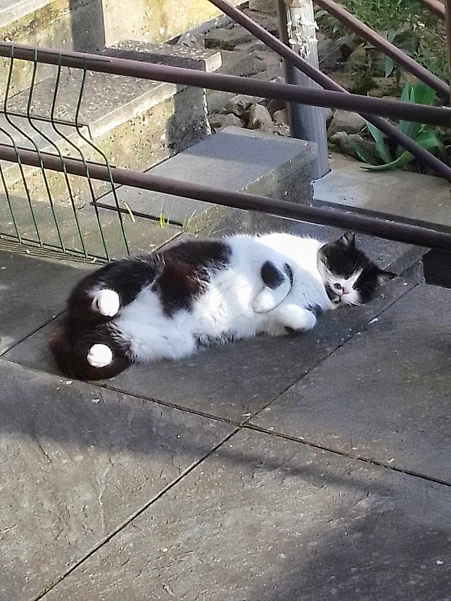 Garfield participe au concours pour gagner de l'argent avec cette photo : cat, black_and_white, animal, pet, outdoor, concrete, steps, railing, sunlight, relaxing, fur, whiskers, paws, mammal, lying_down, daylight, nature, garden, plant, shadow