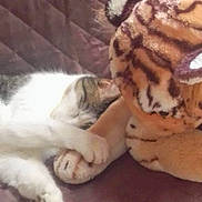 Garfield participe au concours pour gagner de l'argent avec cette photo : cat, plush_toy, tiger, sleeping, snuggling, paw, quilted_surface, cozy, indoor, pet, feline, stuffed_animal, resting, close_up, soft_texture, cute, animal, companion, home, relaxation