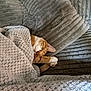 animal, blanket, cat, closeup, comfort, couch, cozy, domestic, fur, indoor, napping, orange_cat, paw, pet, relaxed, resting, sleeping, soft, texture, white_paw