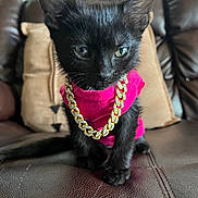 Egypt joined the competition — help win amazing prizes! kitten, black_cat, pet, cat, jewelry, gold_chain, pink_shirt, leather_couch, indoor, feline, cute, small_animal, sitting, fur, whiskers, eyes, young_cat, domestic_cat, animal_portrait, house_pet