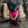 kitten, black_cat, pet, cat, jewelry, gold_chain, pink_shirt, leather_couch, indoor, feline, cute, small_animal, sitting, fur, whiskers, eyes, young_cat, domestic_cat, animal_portrait, house_pet