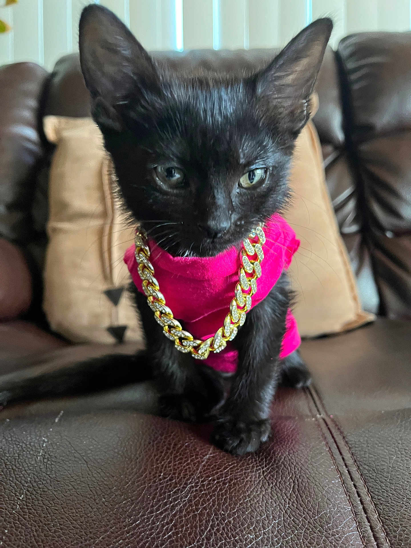 Egypt joined the competition — help win amazing prizes! kitten, black_cat, pet, cat, jewelry, gold_chain, pink_shirt, leather_couch, indoor, feline, cute, small_animal, sitting, fur, whiskers, eyes, young_cat, domestic_cat, animal_portrait, house_pet