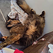 Zina a rejoint le concours — aidez-le/la à gagner de superbes lots ! animal, blanket, cat, cat_bed, comfort, cozy, cute, feline, fluffy, fur, home, indoor, long_hair, paw_print, pet, relaxed, resting, sleeping, stretching, tortoiseshell