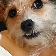 Biddy joined the competition — help win amazing prizes! animal, canine, close_up, cute, dog, expression, eyes, face, friendly, fur, furry, indoors, looking, nose, pet, portrait, scruffy, snout, teeth, whiskers