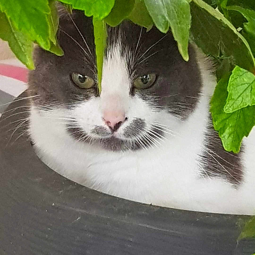 Prune