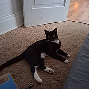 Lilith joined the competition — help win amazing prizes! animal, black_and_white, carpet, cat, collar, curious, door, doorframe, feline, floor, furniture, home, indoor, living_room, pet, relaxed, resting, white_paws, wooden_floor, yellow_eyes