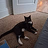 animal, black_and_white, carpet, cat, collar, curious, door, doorframe, feline, floor, furniture, home, indoor, living_room, pet, relaxed, resting, white_paws, wooden_floor, yellow_eyes