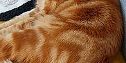 Spirou participe au concours pour gagner de l'argent avec cette photo : cat, close_up, comfortable, cozy, decorative_pillow, domestic_cat, ears, feline, fur, ginger_cat, gray_chair, household, indoor, pet, relaxing, resting, tabby, tail, whiskers, yellow_blanket