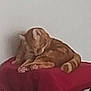 Spirou a rejoint le concours — aidez-le/la à gagner de superbes lots ! animal, cat, cozy, cushion, domestic_cat, feline, furniture, ginger_cat, home, household, indoor, orange_fur, pet, quiet, relaxing, resting, sleepy, still_life, table, wooden_table