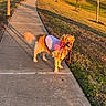 dog, golden_retriever, sidewalk, leash, vest, grass, trees, suburban, houses, sunlight, shadow, outdoor, pet, canine, walking, park, nature, animal, daytime, cute